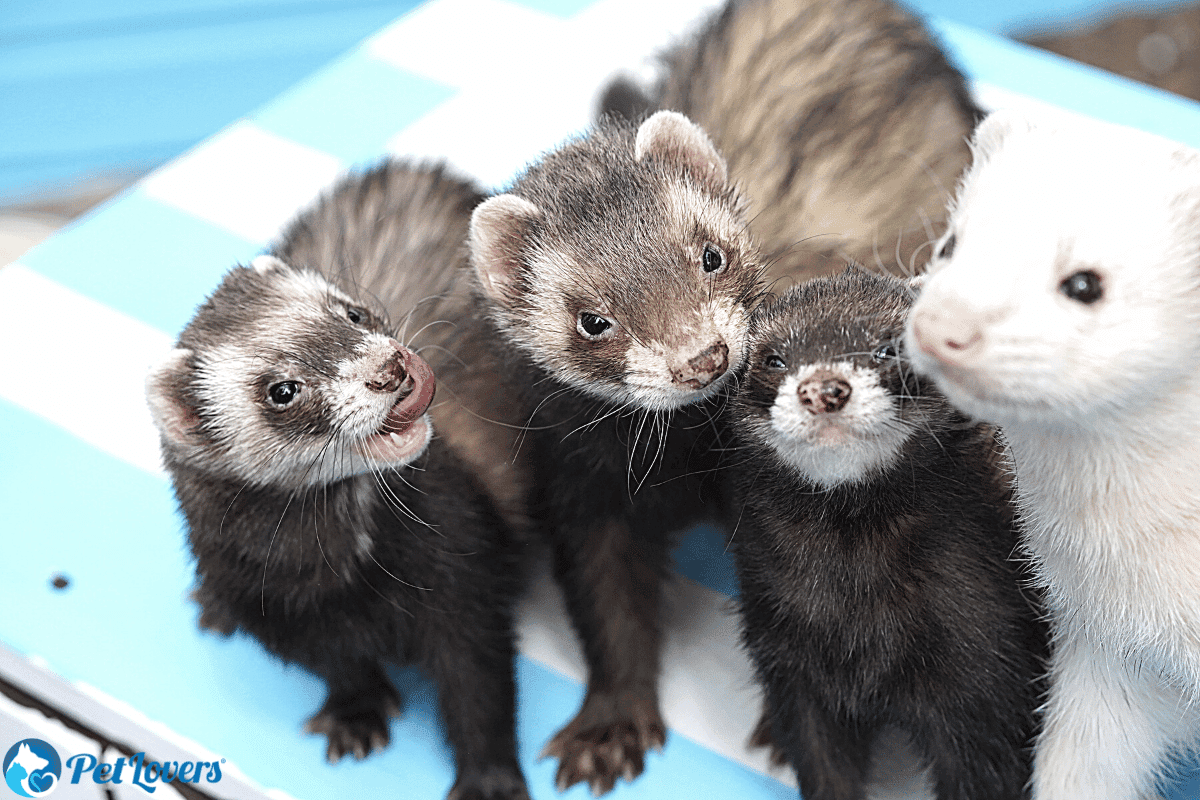 low maintenance pet ferrets