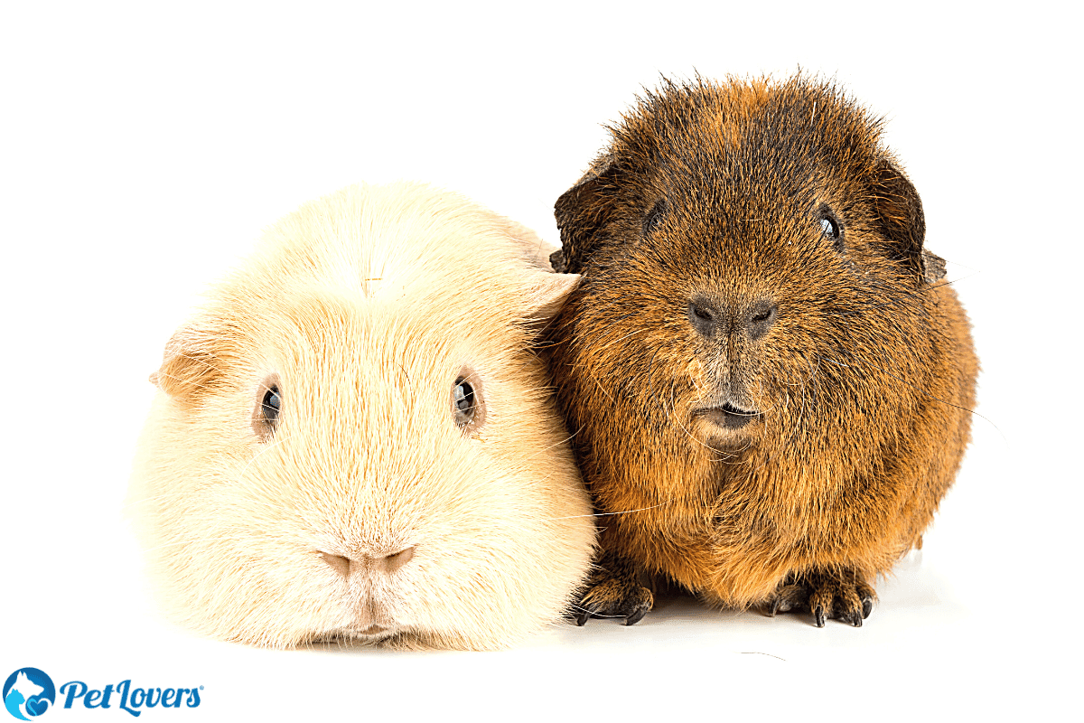 low maintenance pet guinea pig