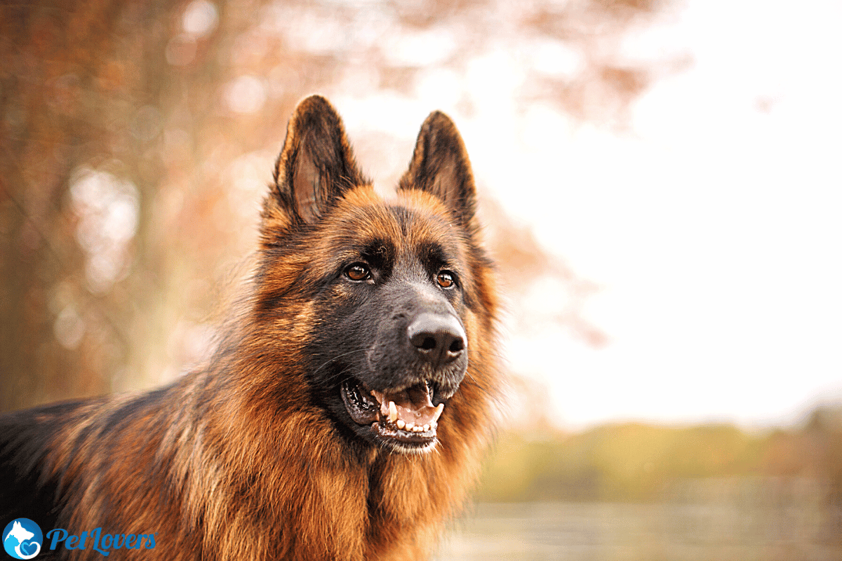 German Sheppard Double Coated