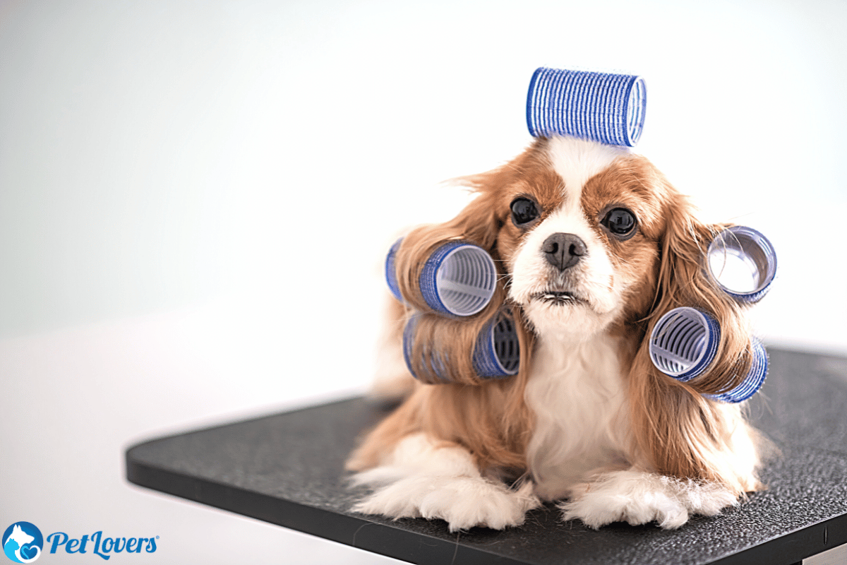 how often to groom dogs