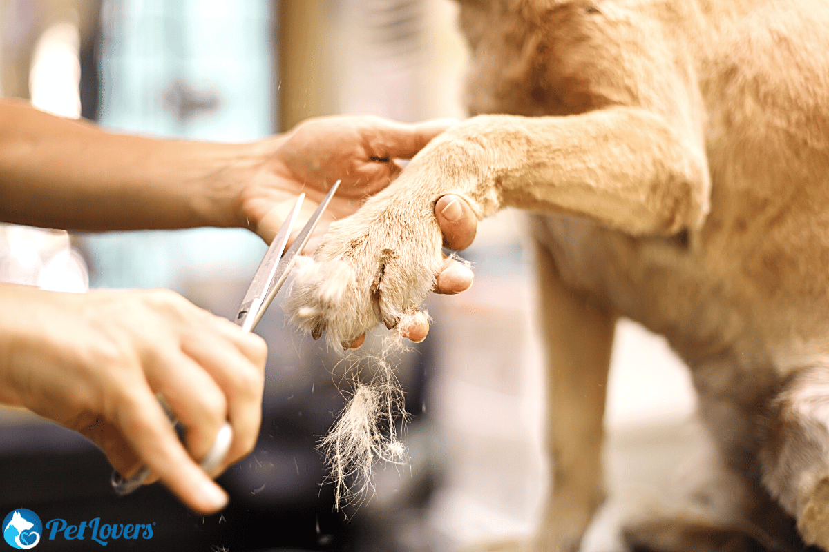 how often to groom a dog