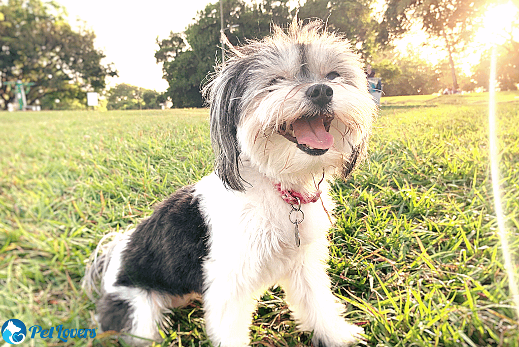 Havanese small