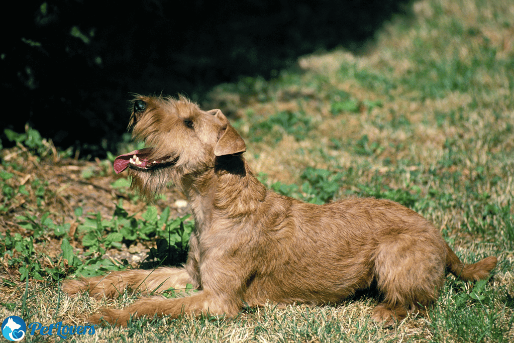Irish Terrier medium