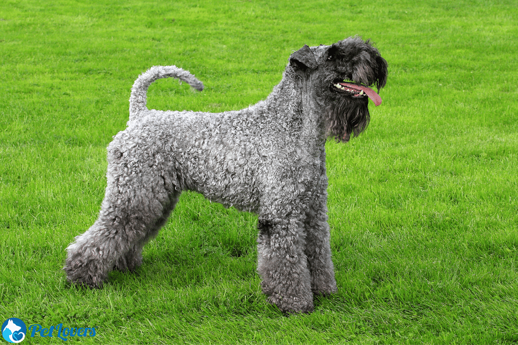 Kerry Blue Terrier medium