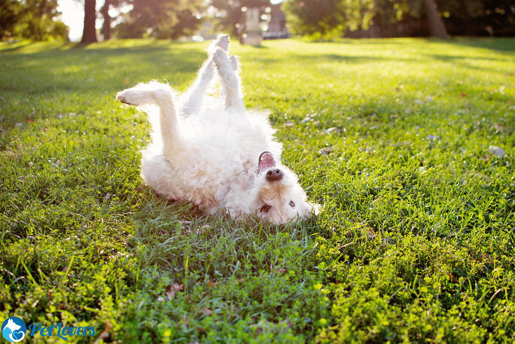 Labradoodle medium