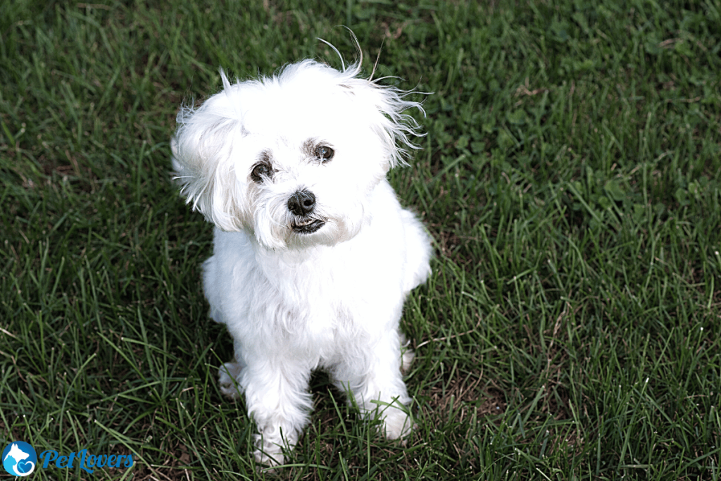 Maltese small