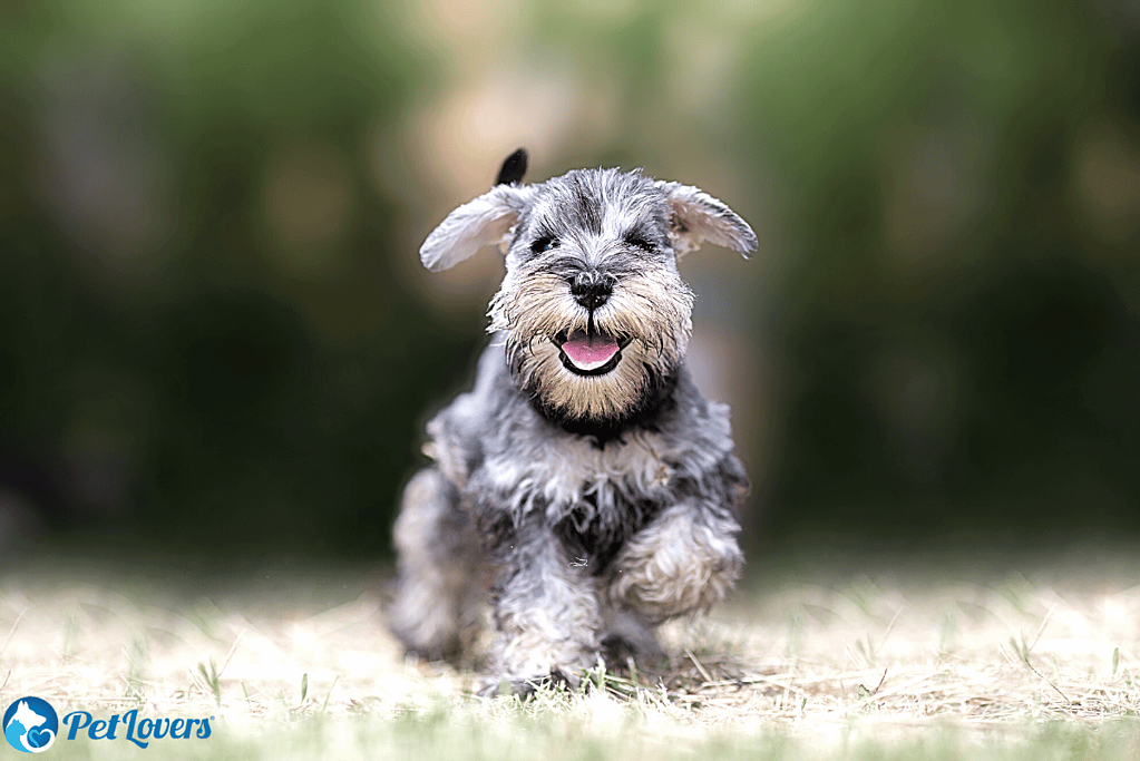 Mini Schnauzer small