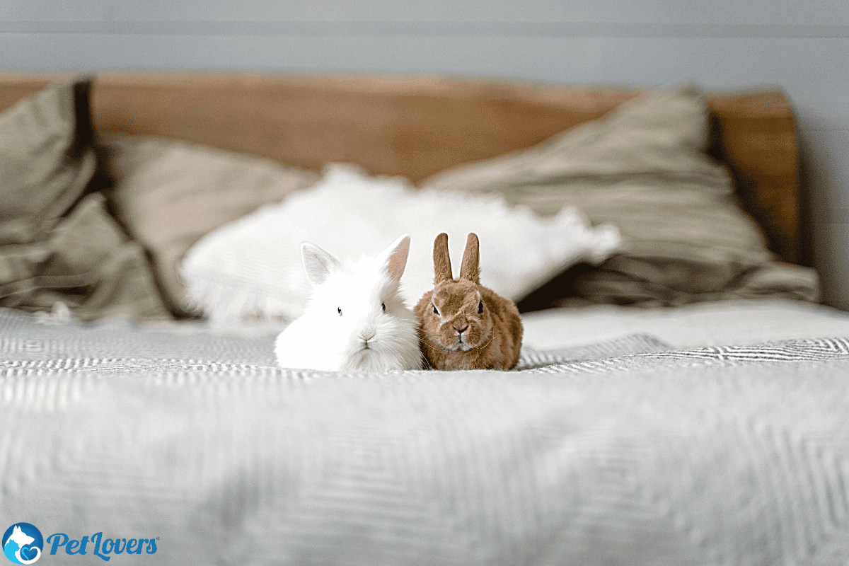 low maintenance rabbits