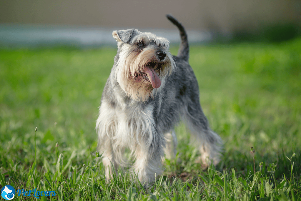 Schnauzer medium