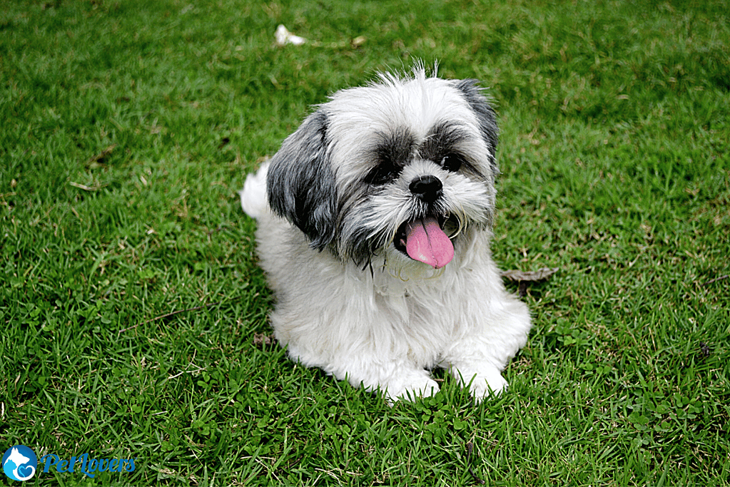 Shih Tzu small