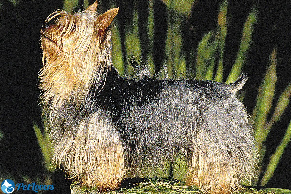 Silky Haired Terrier