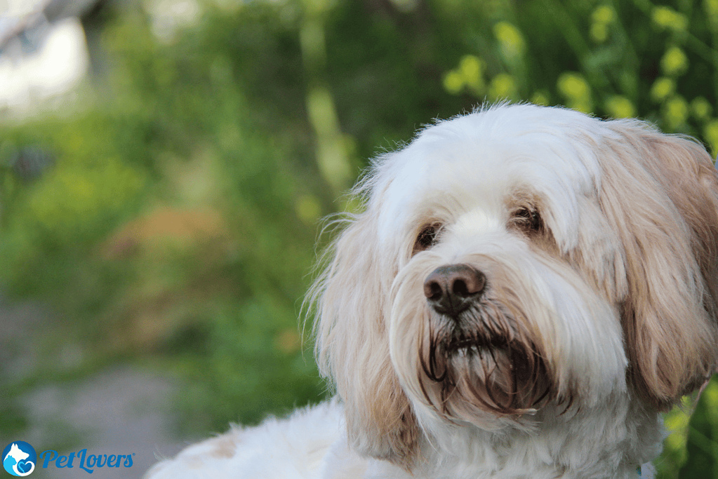 Tibetan terrier medium