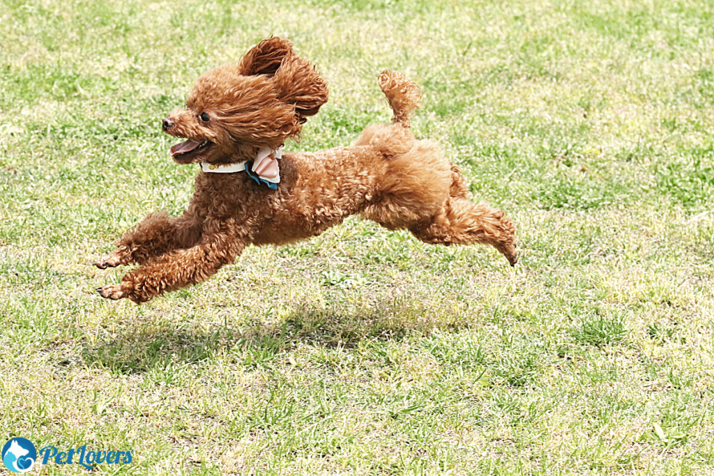 Toy Poodle small