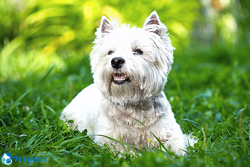 West Highland Terrier small