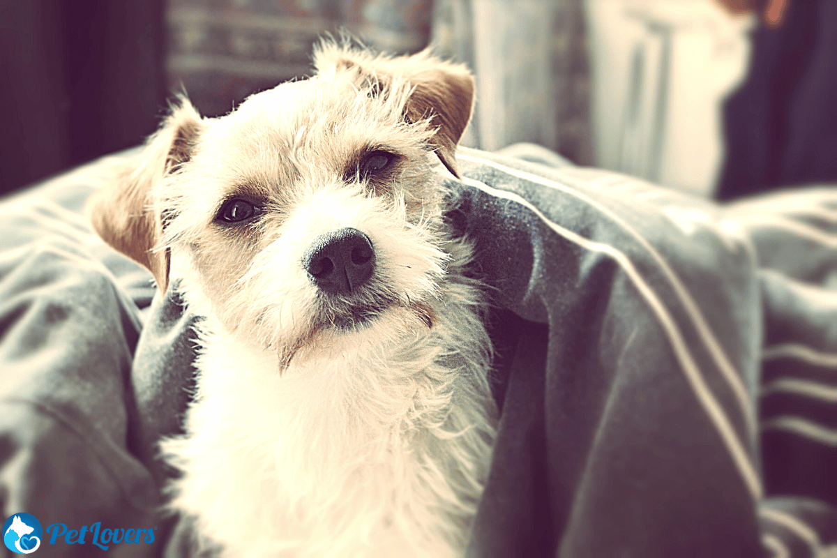 Wired Haired Jack Russell