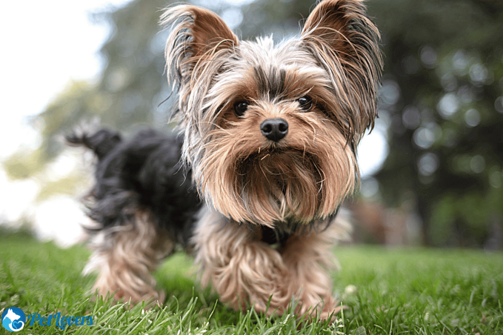 Yorkshire Terrier small