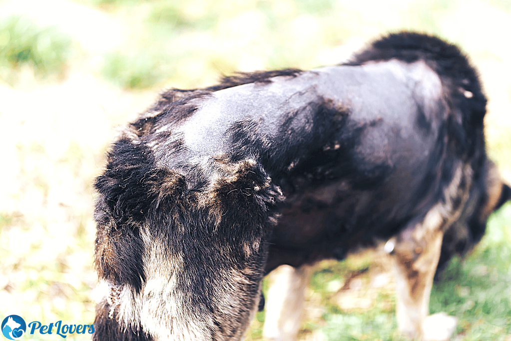 dog alopecia