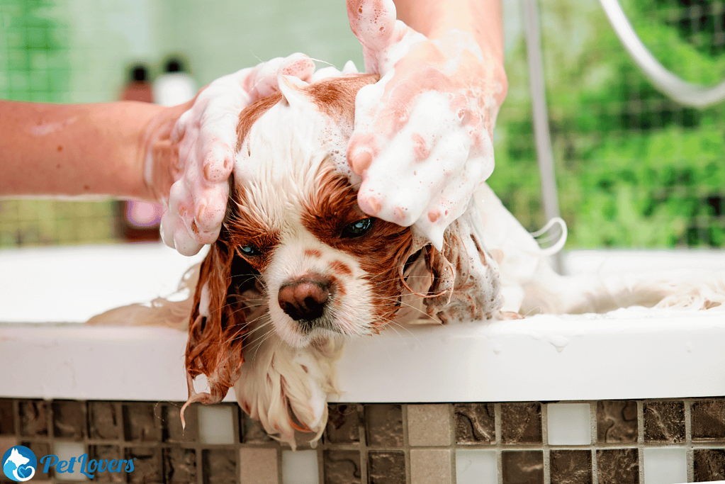 american cocker spaniel groomed