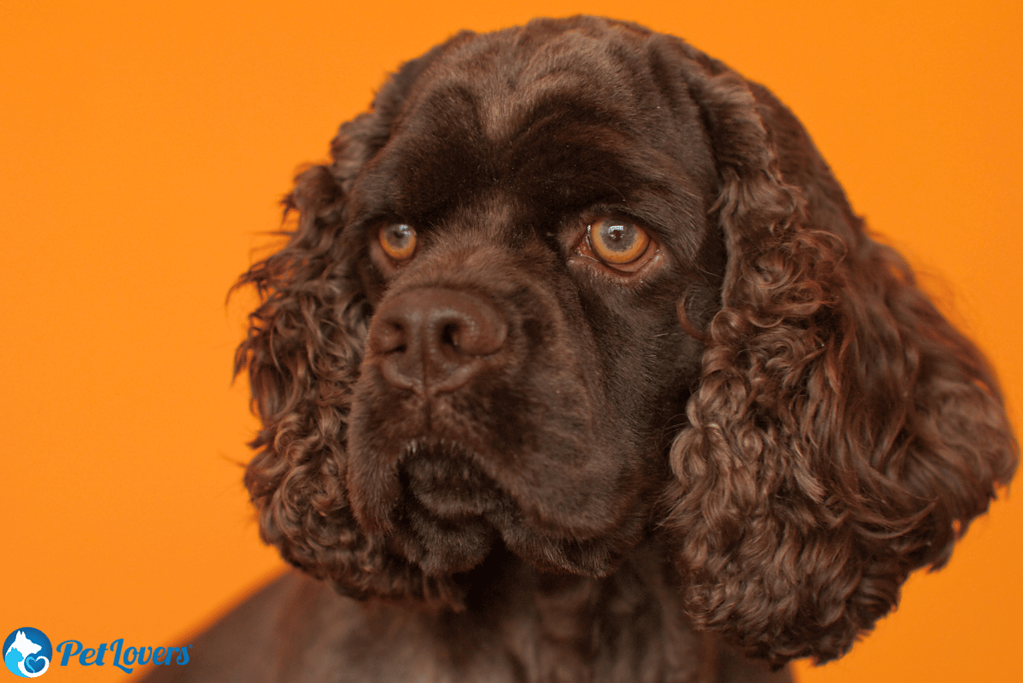 american cocker spaniel