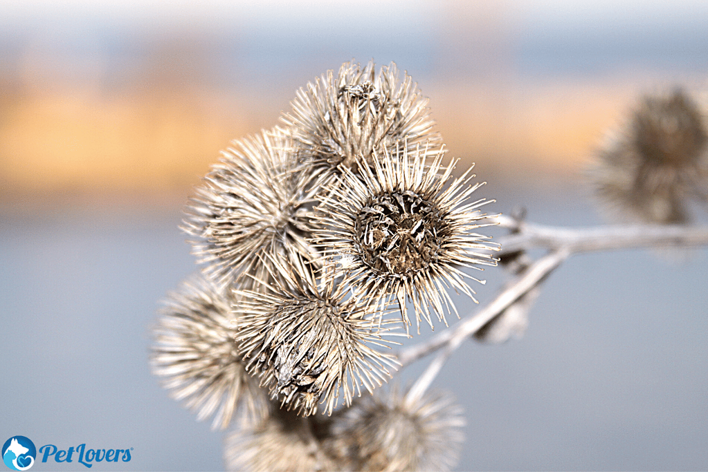 plant burrs