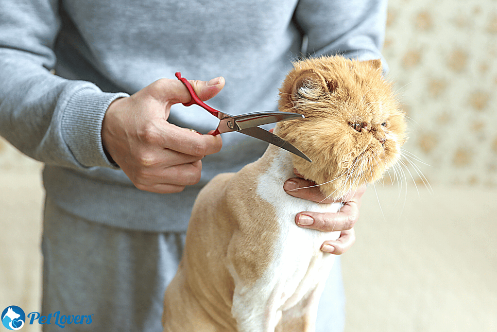 reduce shedding in cats