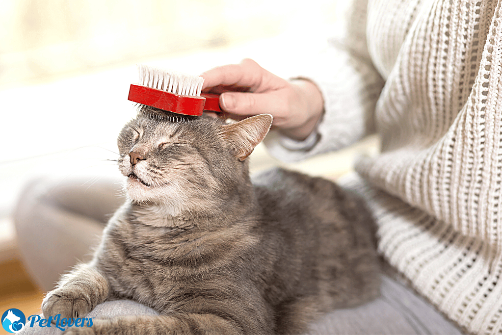 cat shedding a lot