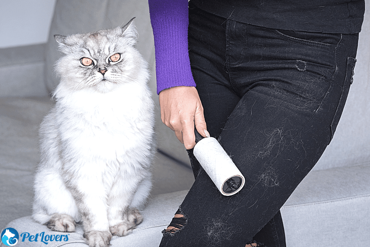 how to get rid of cat hair on clothes