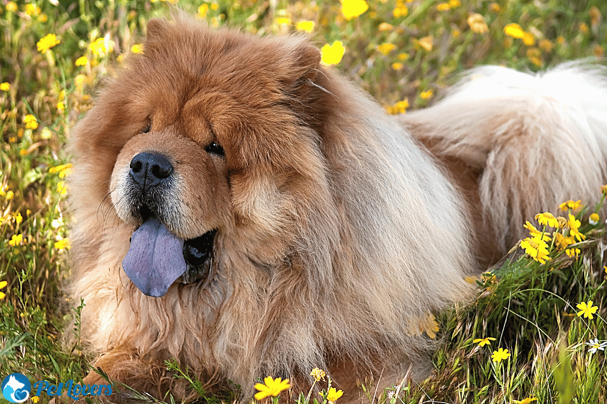 long haired chow chow