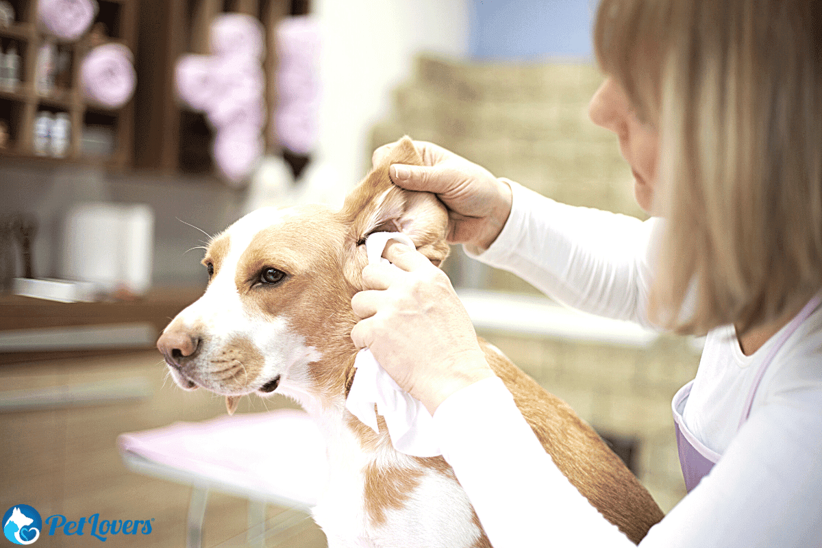 cleaning dogs ears