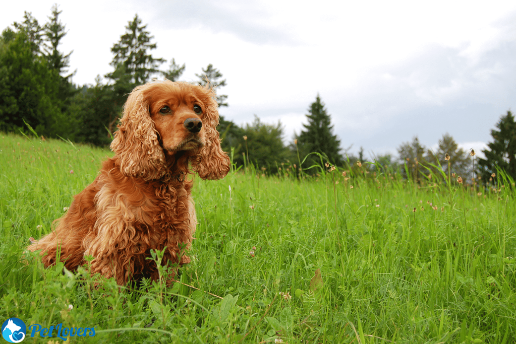 do cocker spaniels shed