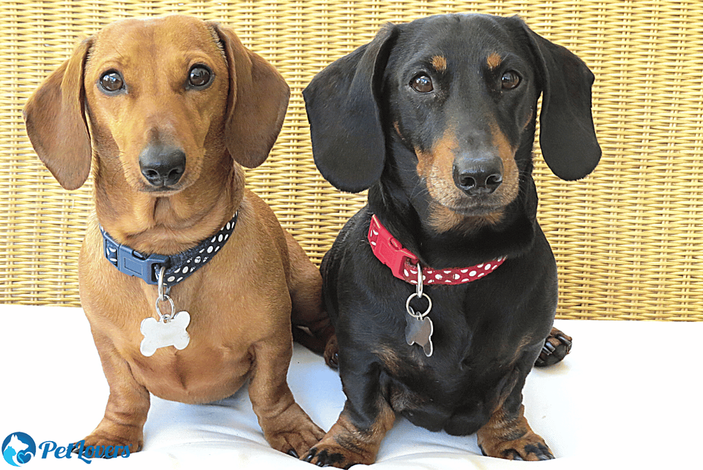 do dachshunds shed