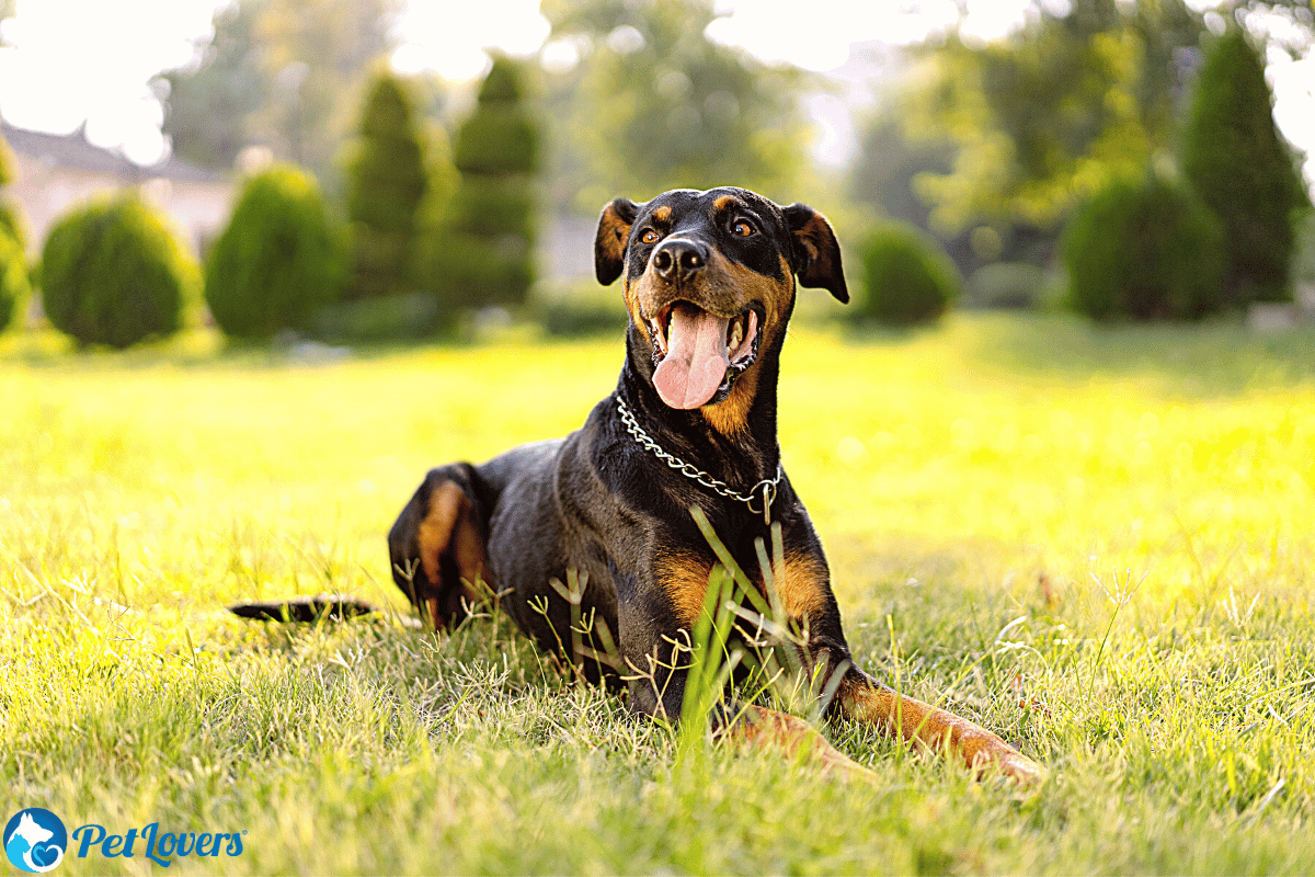 do dobermans shed