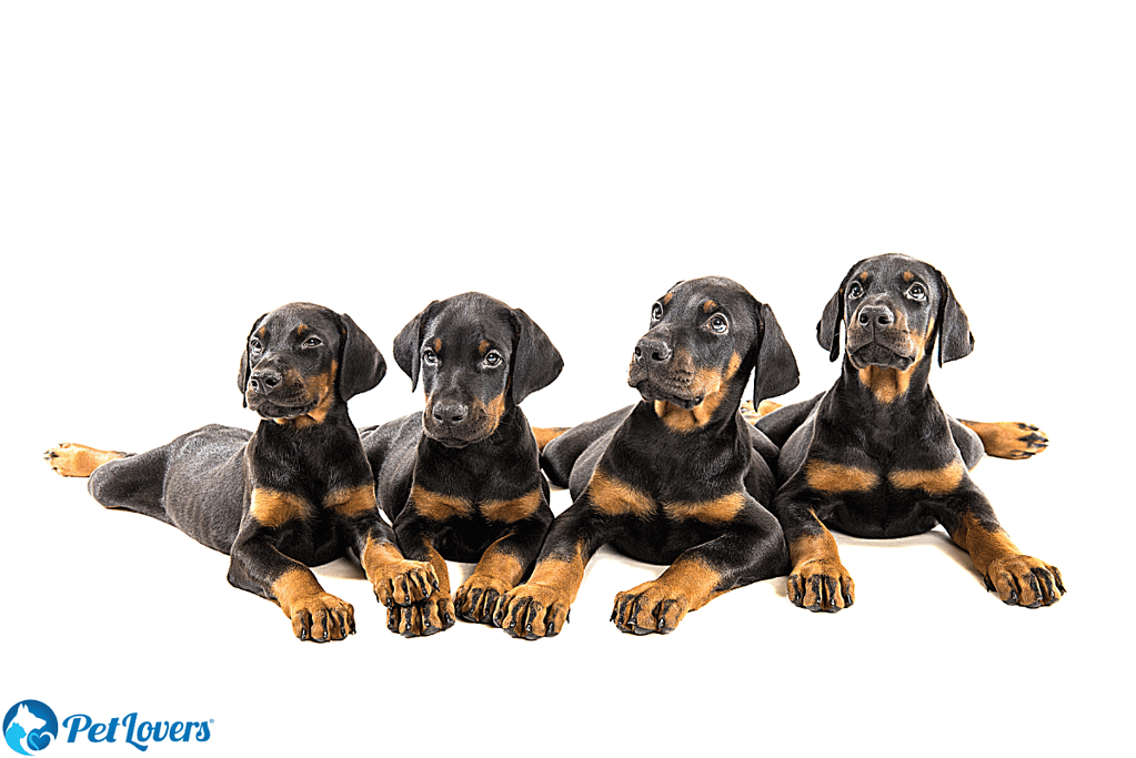 doberman puppies