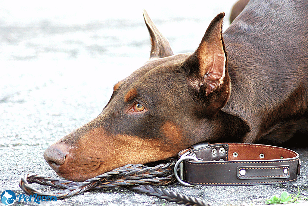 when do dobermans shed