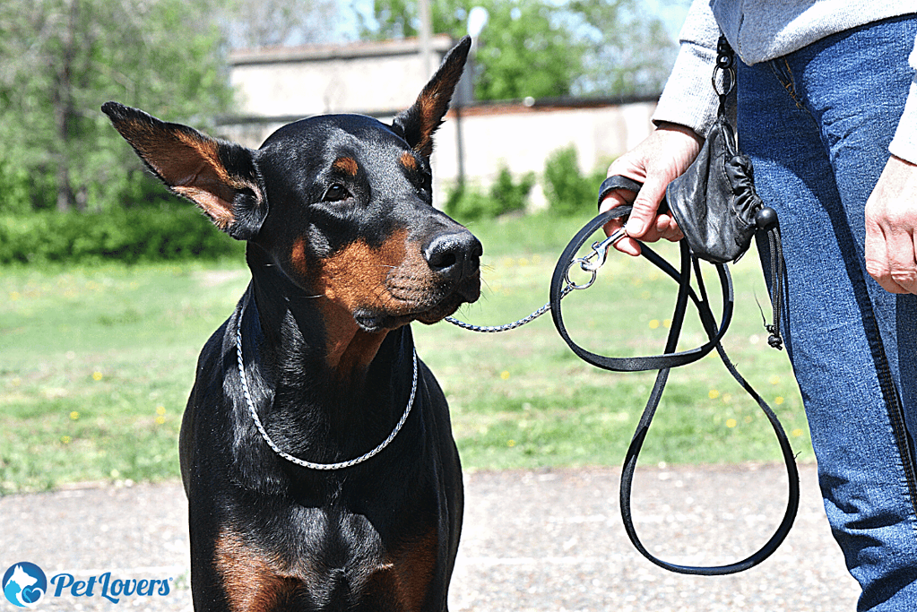 doberman grooming