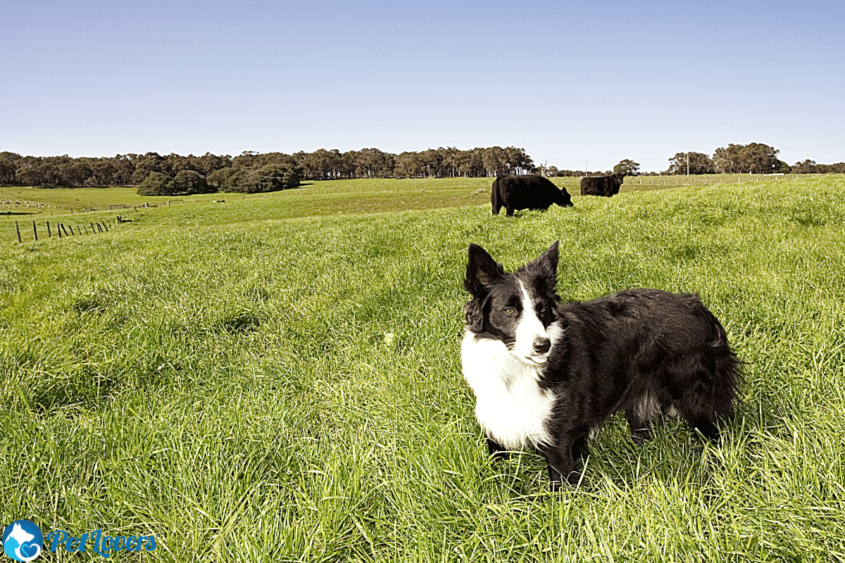 burrs on dogs