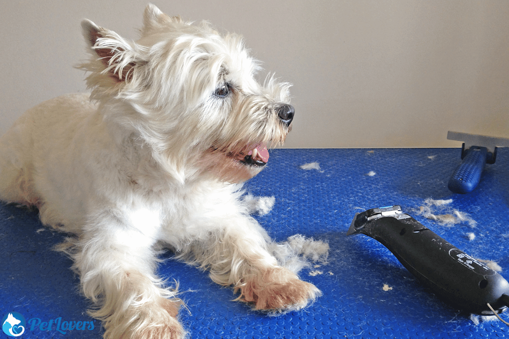 Are dog clippers the same as human shop