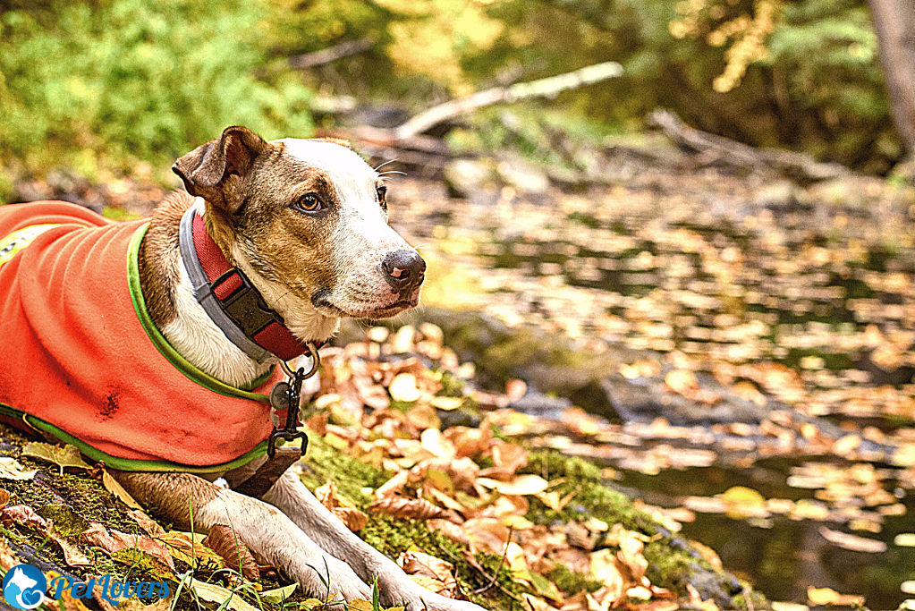 protective vest from burrs