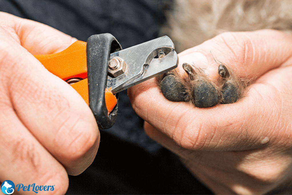 dog nail clippers