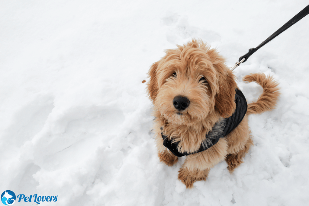 goldendoodle shedding