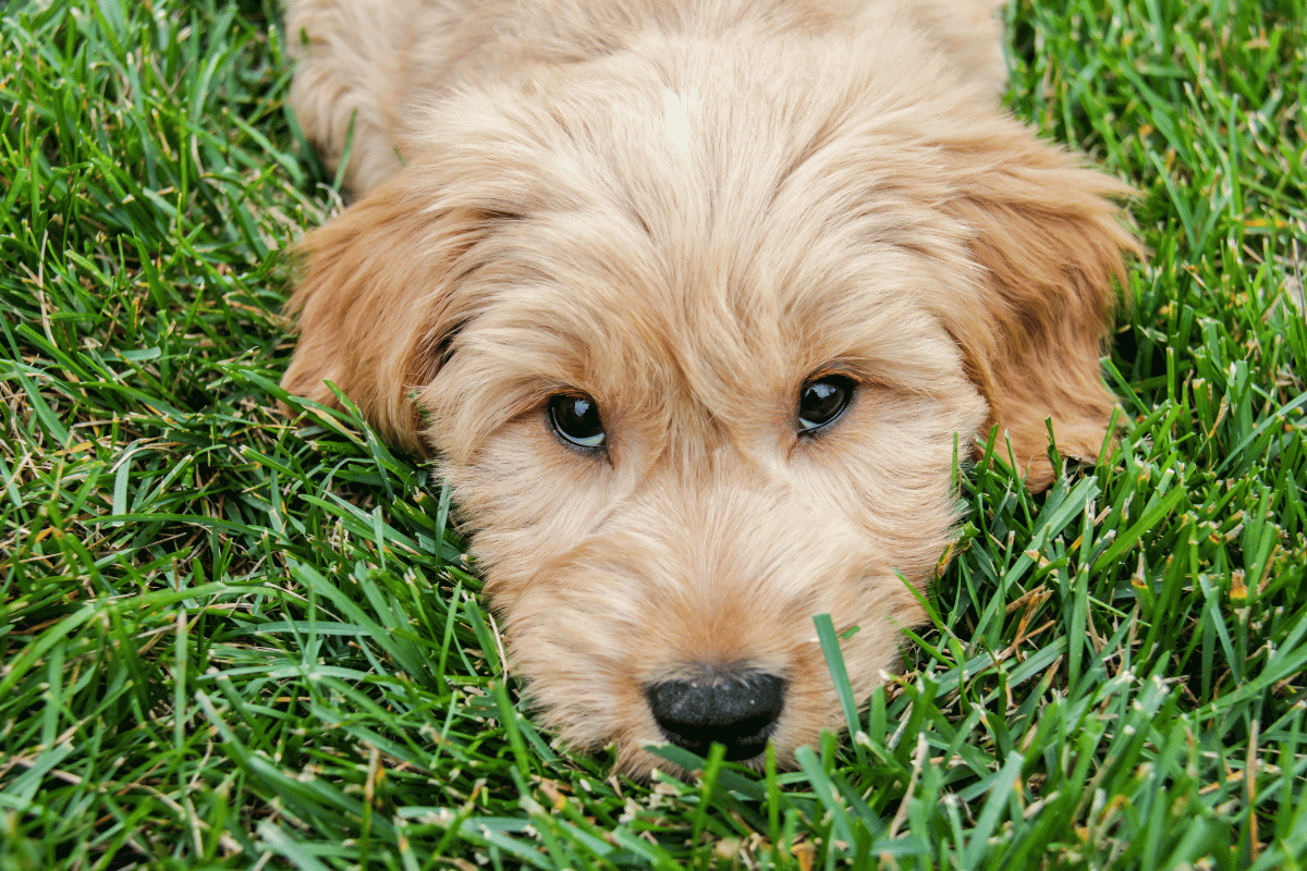 goldendoodle shedding tips