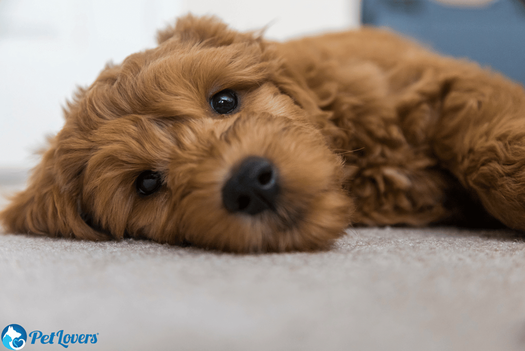 do goldendoodles shed