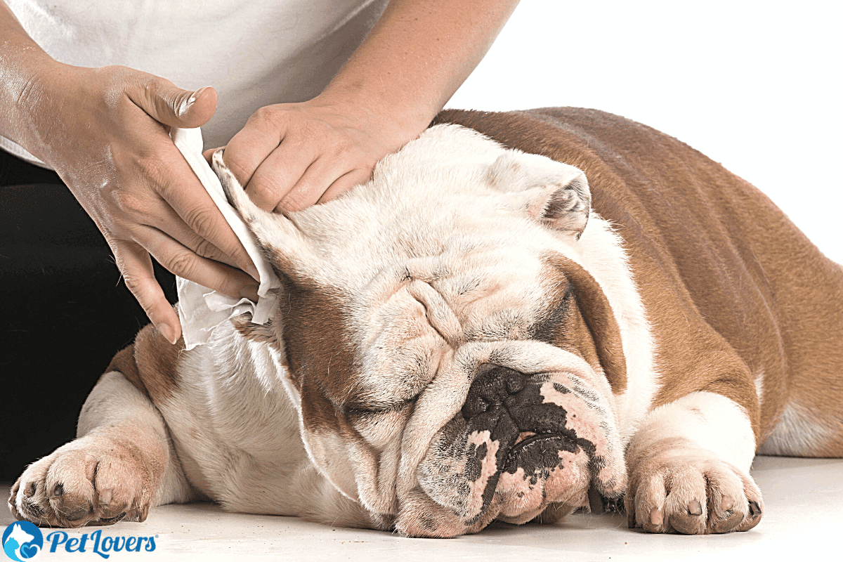 hair in dog's ears