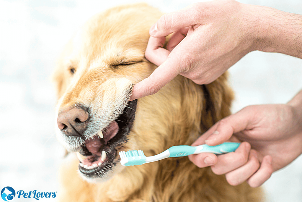 brushing dog teeth