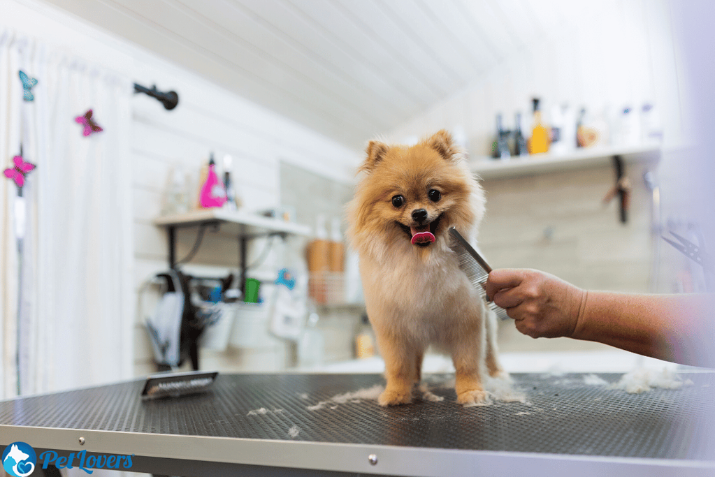 how to groom my dog