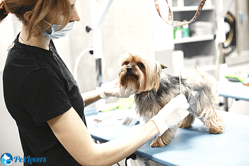 how to groom a dog