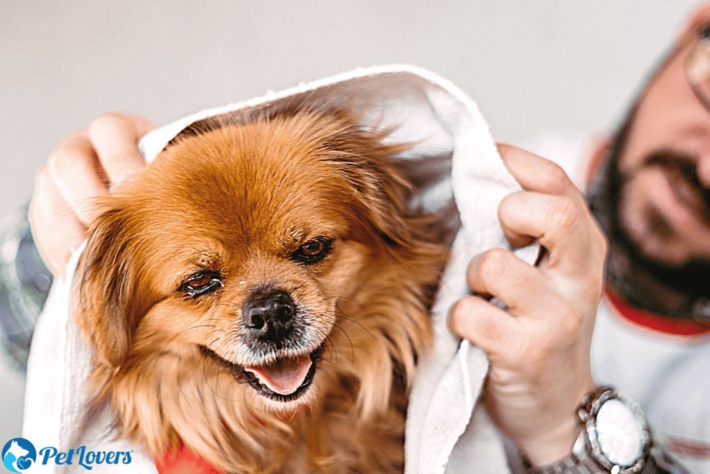 dog grooming at home