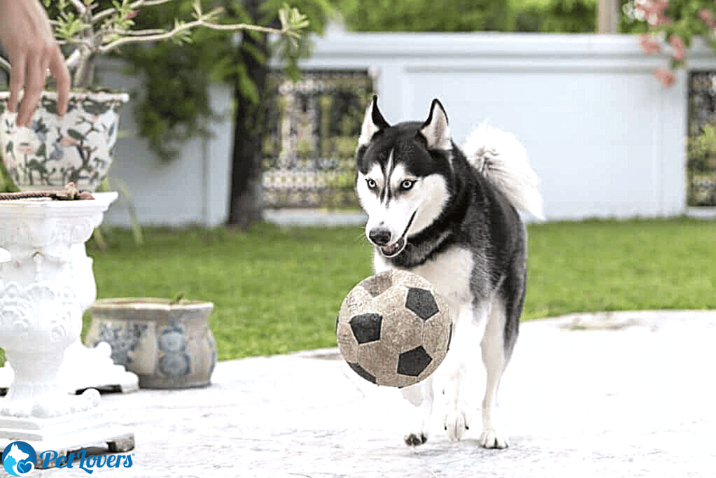 Do Huskies Shed Husky Shedding Tips