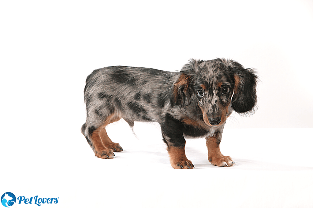 long haired dachshund