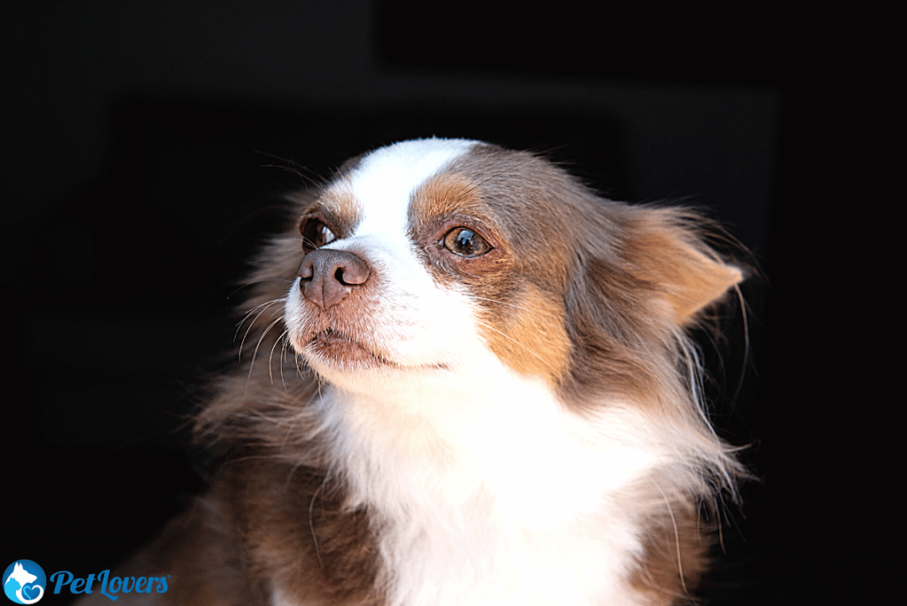 long haired chihuahua